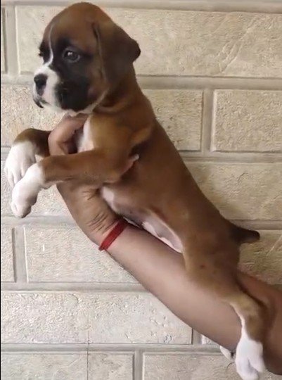 Buy Male Boxer Puppy from Chennai